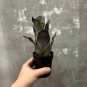 ［Pof］Hohenbergia leopoldo-horstii Black Form ホヘンベルギア・レオポルドホルスティー・ブラックフォーム ②