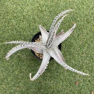 ［Pof］Dyckia marnier-lapostollei 'IJIGEN' ディッキア・マルニエルラポストレイ・異次元 イジゲン②