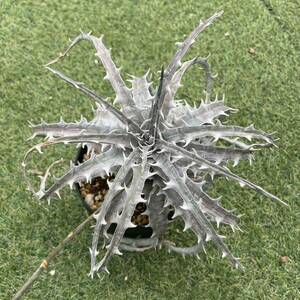 ［Pof］Dyckia goehringii Original Clone ディッキア・ゴエリンギー・オリジナルクローン