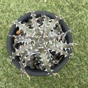 ［Pof］Dyckia Little Wing ディッキア・リトルウィング ③