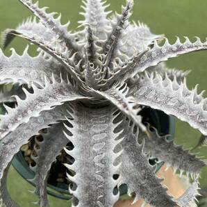 ［Pof］Dyckia Crystal Boy x Arizona original clone ディッキア・クリスタルボーイ x アリゾナ・オリジナルクローンの画像8