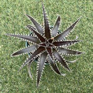 ［Pof］Dyckia Distortion × Arizona ディッキア・ディストーション×アリゾナの画像1