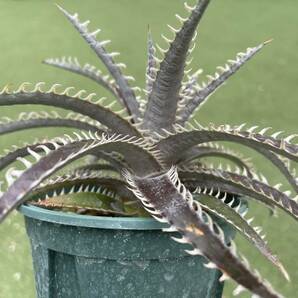 ［Pof］Dyckia Distortion × Arizona ディッキア・ディストーション×アリゾナの画像7