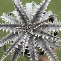 ［Pof］Dyckia Imperial Crown × GW ディッキア・インペリアルクラウン×GW_画像2