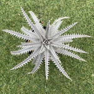 [Pof]Dyckia Jaws × 4ojs xx1-3ti Kia * Jaws × force objulai series xx1-3⑤