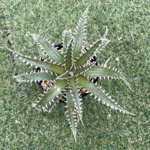 ［Pof］Dyckia Jaws × 4ojs xx1-3 ディッキア・ジョーズ×フォースオブジュライシリーズ xx1-3⑥