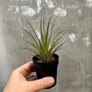 ［Pof］Aechmea recurvata Kiwi エクメア・レクルバータ