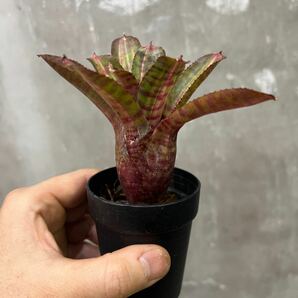 ［Pof］Neoregelia Mambo ネオレゲリア・マンボの画像2