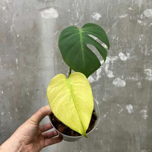 [Pof]Monstera deliciosa Full Mint monstera *telisiosa* full mint 