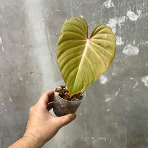 ［Pof］Philodendron Pink Glory フィロデンドロン・ピンクグロリー (gloriosum x lynamii)