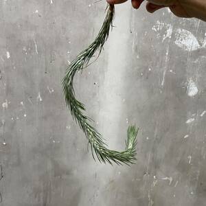 ［Pof］Tillandsia funckiana No.5 succulent form ティランジア・フンキアナ・サキュレントフォーム②