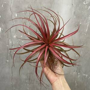 ［Pof］Tillandsia 'Marvelous Masterpiece' ティランジア・マーベラス マスターピース