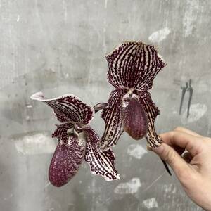 ［Pof］Paphiopedilum lona (fairrieanum × bellatulum Suigen strian) パフィオペディラム・イオナ