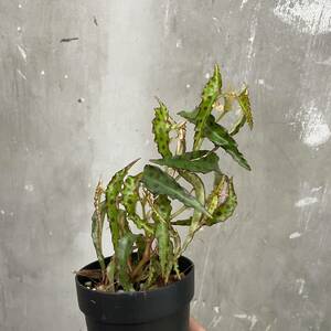 ［Pof］Begonia amphioxus ベゴニア・アンフィオクサス②