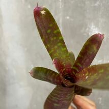 ［Pof］Neoregelia 'Wild Tiger' ネオレゲリア・ワイルドタイガー_画像6