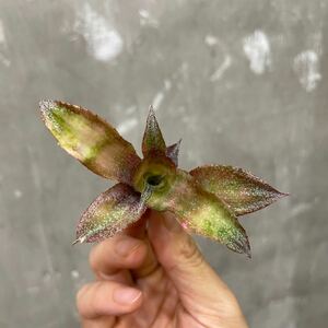 ［Pof］Cryptanthus Strawberry Short Cake クリプタンサス・ストロベリーショートケーキ②