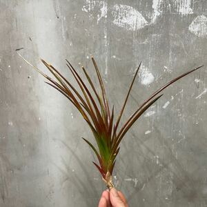 ［Pof］×Neophytum firecracker ネオフィタム・ファイヤークラッカー