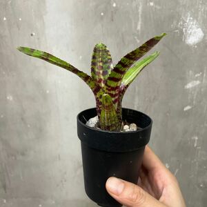 ［Pof］Neoregelia Whirlwind ネオレゲリア・ウィールウィンド