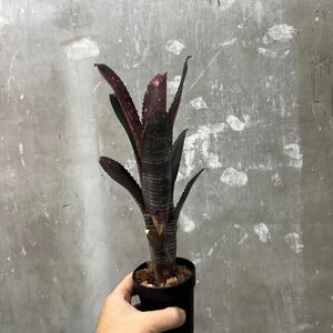 ［Pof］Billbergia Smokestack ビルベルギア・スモークスタック