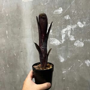 [Pof]Billbergia Darth Vader Bill bell gear * dozen Bay da-