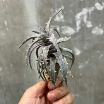 ［Pof］Dyckia goehringii Original Clone ディッキア・ゴエリンギー・オリジナルクローン ②_画像2