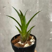 ［Pof］Vriesea hyb. lubbersii × gigantea フリーセア・ルベルシー×ギガンテア_画像2