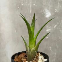 ［Pof］Vriesea hyb. lubbersii × gigantea フリーセア・ルベルシー×ギガンテア_画像6