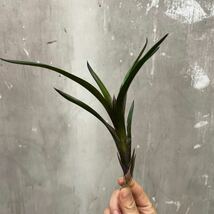 ［Pof］Neoregelia Diablo Negro ネオレゲリア・ディアブロ・ネグロ②_画像2