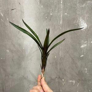 [Pof]Neoregelia Diablo Negro Neo rege rear * Diablo *ne Glo ②