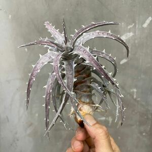 [Pof]Dyckia goehringii Original Cloneti Kia *go king trumpet mushroom -* original k loan ③