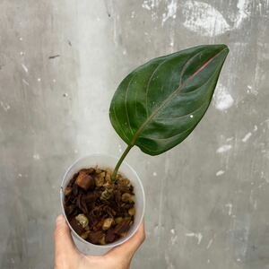 ［Pof］Aglaonema Rotundum アグラオネマ・ロタンダム