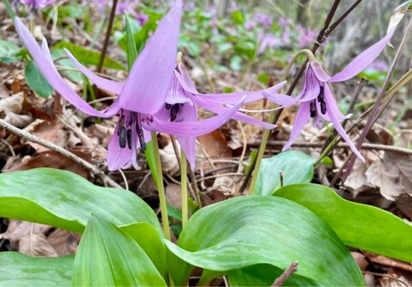 ★ カタクリ 球根 5個 片栗 ★ 天然 山野草 かたくり 成長期の小サイズ 球根 ゆうパケット　発送