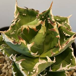 アガベ Agave チタノタ 表裏棘タイプ ブツブツ 子株 の画像2