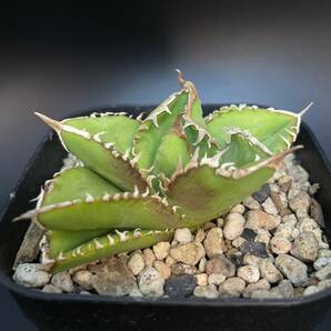 アガベ Agave チタノタ 表裏棘タイプ ブツブツ 子株 の画像6