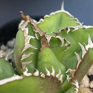 アガベ Agave チタノタ 表裏棘タイプ ブツブツ 子株 の画像9