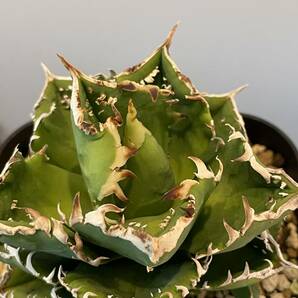 アガベ Agave チタノタ 表裏棘タイプ ブツブツ 子株 の画像4