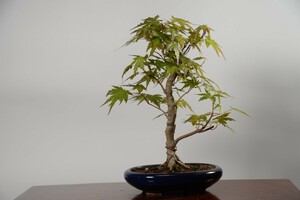 [ red pine .] bonsai *momiji*3