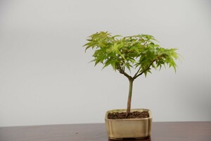 [ red pine .] bonsai *momiji*4