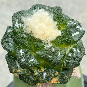 5 亀甲牡丹錦・サボテン 多肉植物 