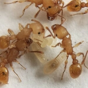 【とても綺麗な蟻】キイロオオシワアリ　女王蟻4匹+ワーカー約30匹くらい+幼虫