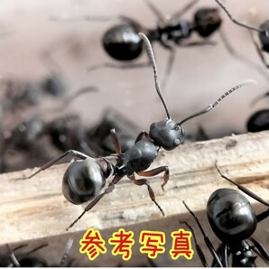 【とてもカッコイイ蟻】チクシトゲアリのコロニー 女王蟻1匹+ワーカー約40匹くらい＋幼虫の画像1