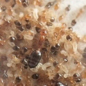 ヒメアリ女王蟻4匹+ワーカー約40匹くらい+幼虫（大量）⑤