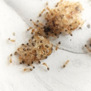 ヒメアリ女王蟻4匹+ワーカー約30匹くらい+幼虫（大量）の画像2