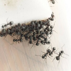 【とてもカッコイイ蟻】チクシトゲアリのコロニー 女王蟻1匹+ワーカー約40匹くらい＋幼虫の画像3