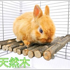 小動物 ラット うさぎ デグー ステップ 足場 丸太 天然木 木 遊び場