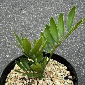 レア！75% ウッディ (F2 Hybrid) , エンセファラルトス / Encephalartos woodiiソテツ 蘇鉄の画像4