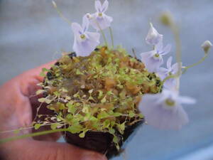 食虫植物 ウトリキュラリア サンダーソニー ブルー 