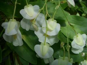 食虫植物 ウトリキュラリア アルピナ