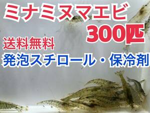 【送料無料】ミナミヌマエビ300匹＋死着保証分 即決価格 発泡スチロールに入れ保冷してお届け コケ取り