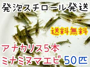 【送料無料 発泡スチロール 保冷】アナカリス5本とミナミヌマエビ50匹のセット メダカや肉食魚の餌 苔取り 本州のみ